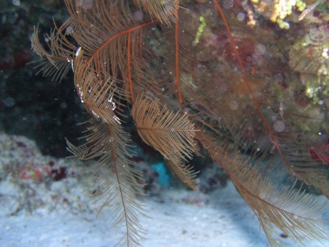  在科苏梅尔浮潜 